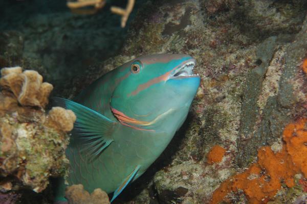 Parrotfish - Stoplight Parrotfish