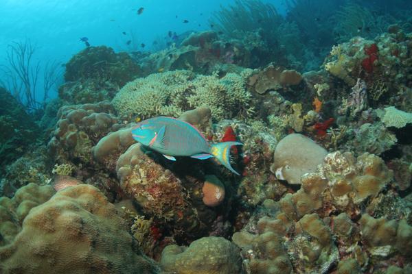 Parrotfish - Stoplight Parrotfish