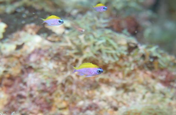 Damselfish - Sunshinefish