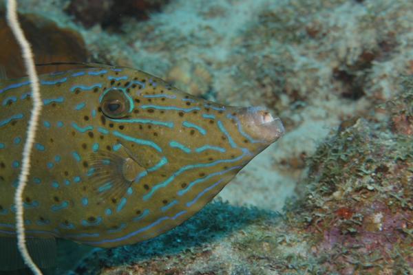 Filefish - Scrawled Filefish