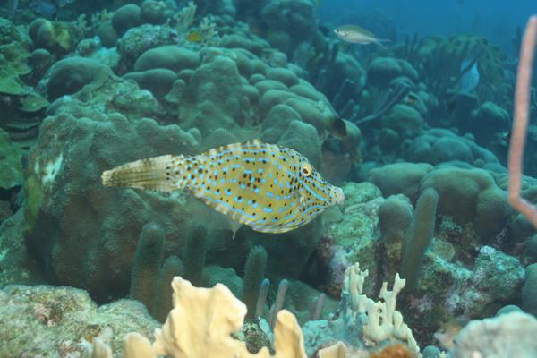 Filefish - Scrawled Filefish