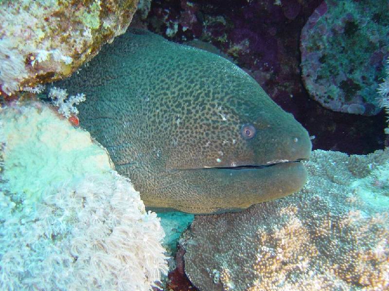 Moray - Giant Moray