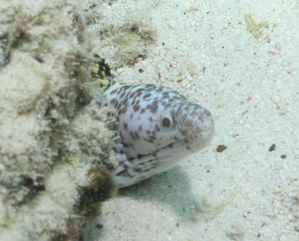 Moray - Spotted Moray Moray - Spotted Moray