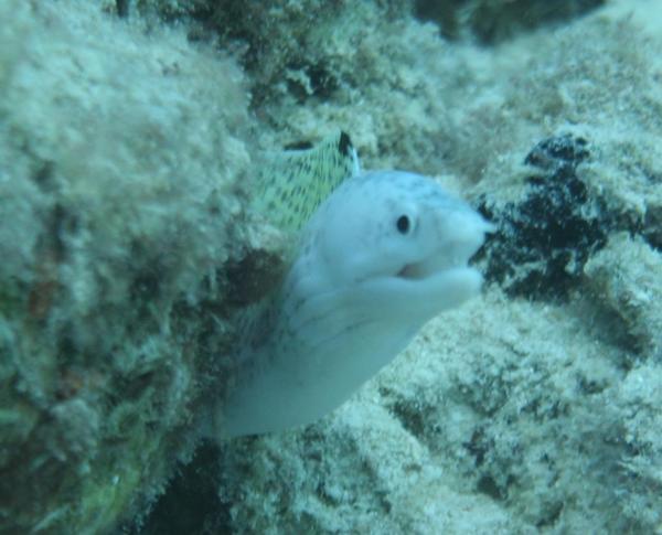 Moray - Spotted Moray Moray - Spotted Moray