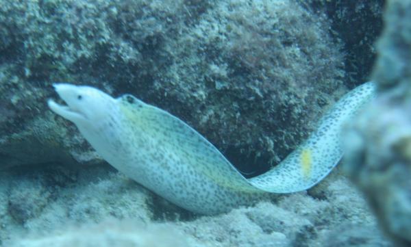 Moray - Spotted Moray