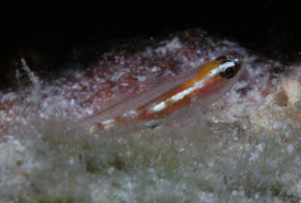 Gobies - Glass Goby Gobies - Glass Goby