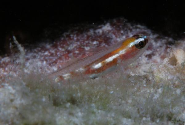 Gobies - Glass Goby