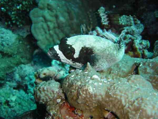 Pufferfish - Masked Puffer