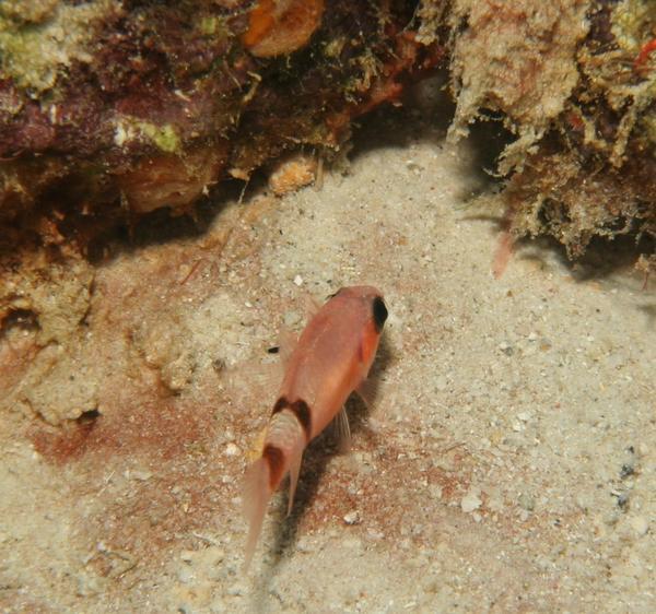 Cardinalfish - Barred Cardinalfish