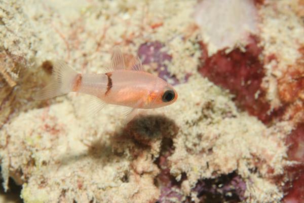 Cardinalfish - Barred Cardinalfish