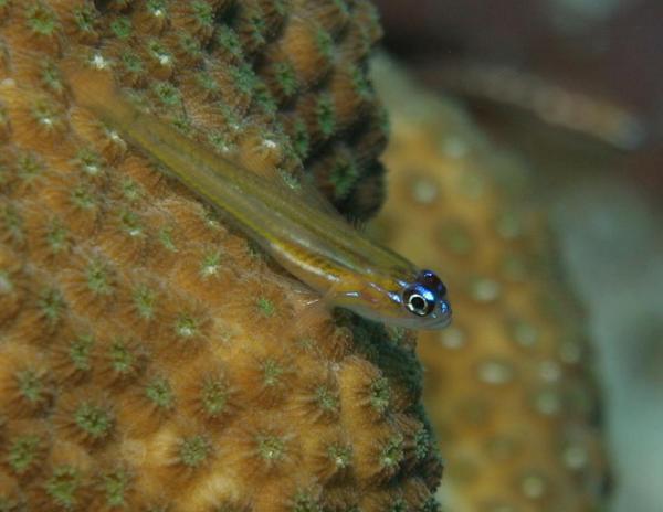 Gobies - Peppermint Goby Gobies - Peppermint Goby