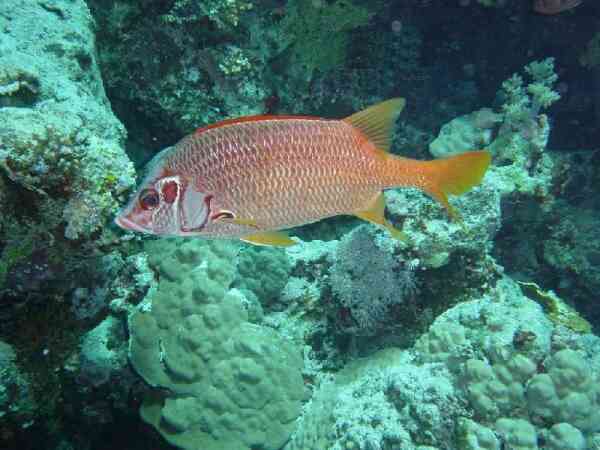 Squirrelfish - Long-jawed Squirrelfish