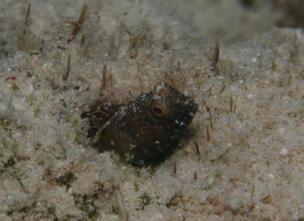 Blennies - Sailfin Blenny