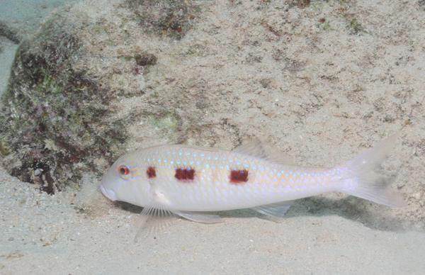 Goatfish - Spotted Goatfish Goatfish - Spotted Goatfish