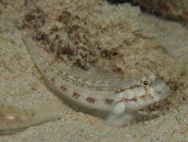 Gobies - Goldspot Goby Gobies - Goldspot Goby