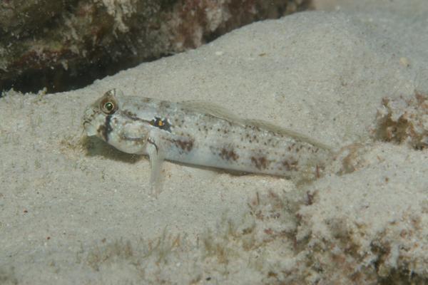 Gobies - Goldspot Goby Gobies - Goldspot Goby