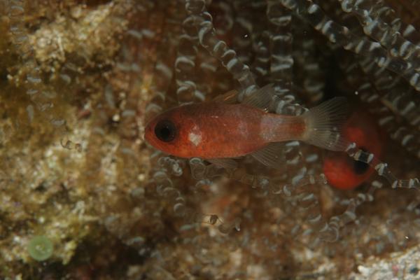 Cardinalfish - Bridle Cardinalfish
