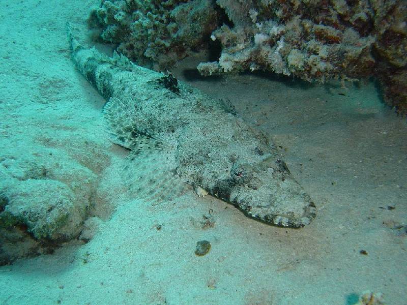 Flatheads - Longsnout Flathead