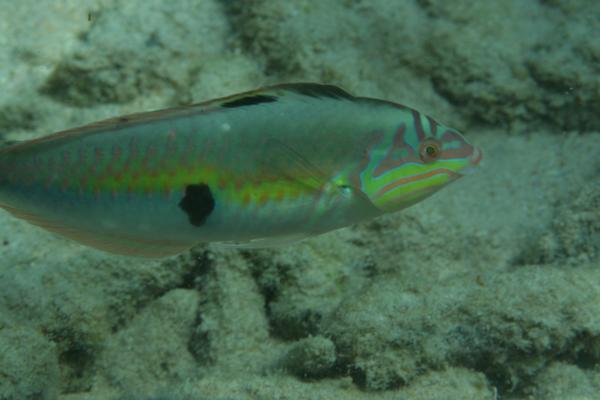 Wrasse - Clown Wrasse