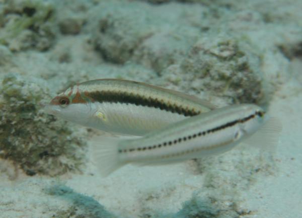 Wrasse - Clown Wrasse