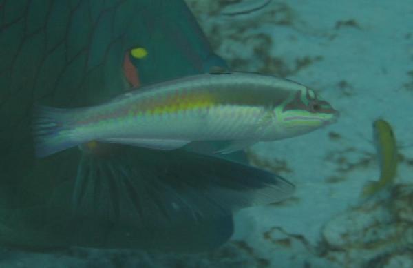 Wrasse - Clown Wrasse