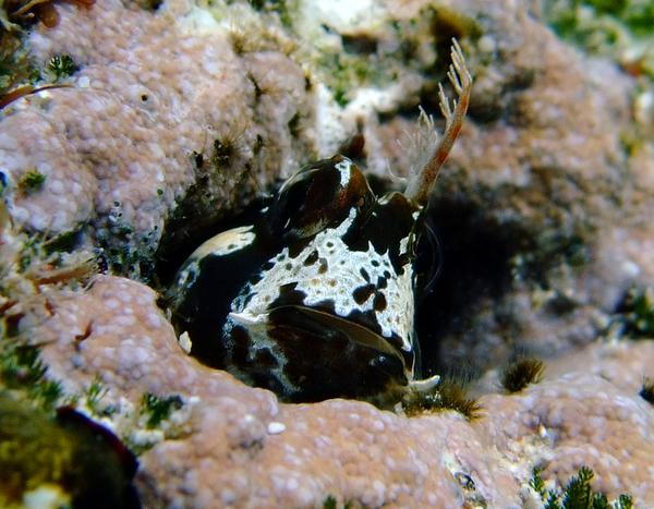 Blennies - Longhorn Blenny