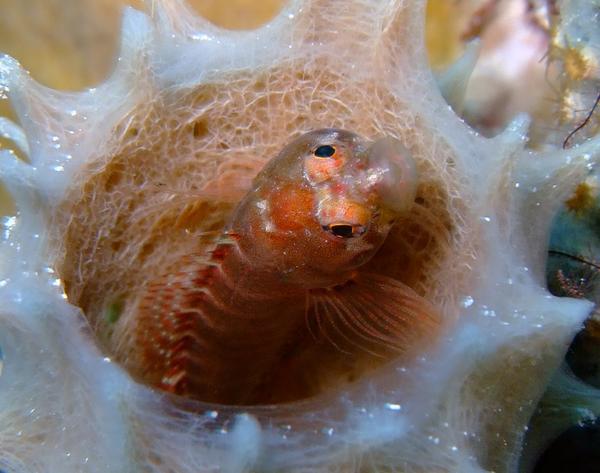 Blennies - Ringed Blenny