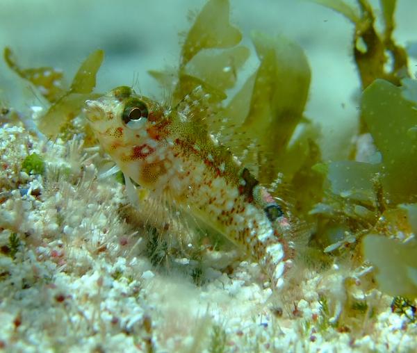 Blennies - Dusky Blenny