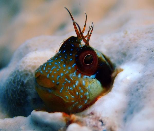 Blennies - Seaweed Blenny