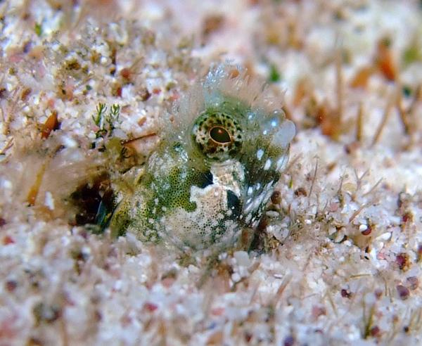 Blennies - Medusa Blenny