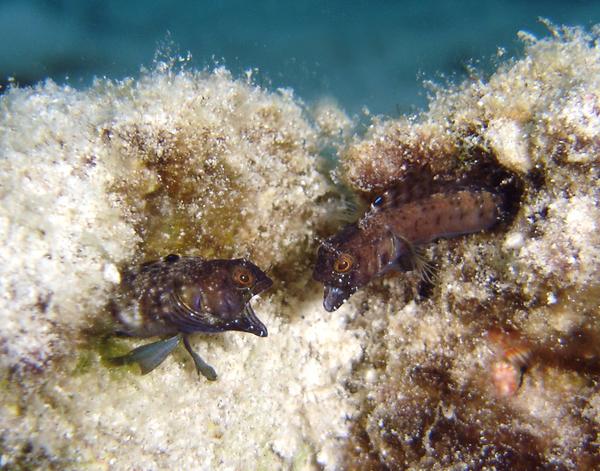 Blennies - Sailfin Blenny