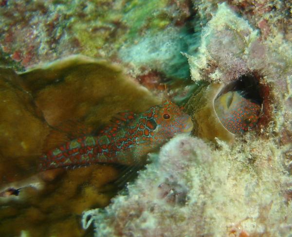 Blennies - Tesselated blenny