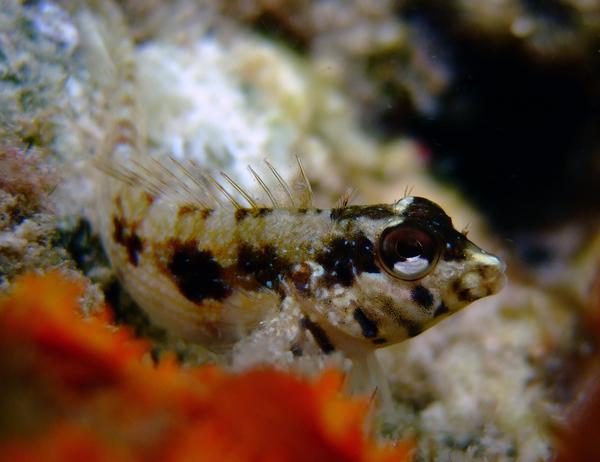 Blennies - Goldline Blenny