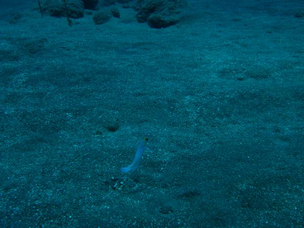 Jawfish - Yellowhead Jawfish