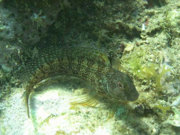 Blennies - Seaweed Blenny