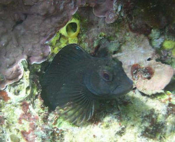 Blennies - Seaweed Blenny