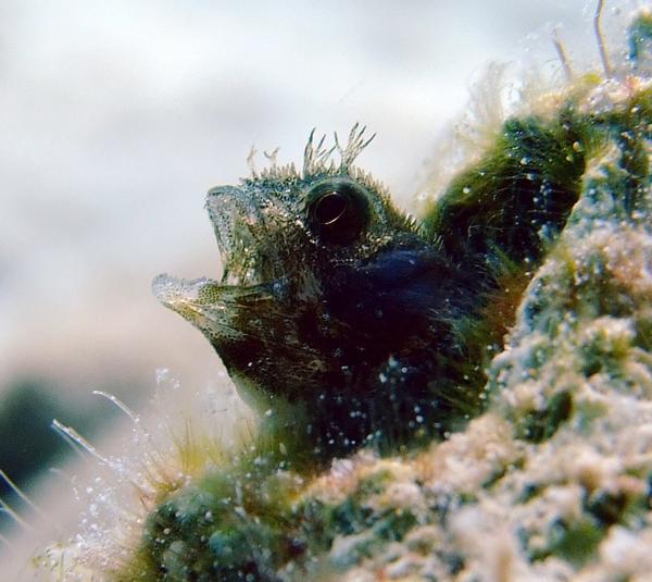 Blennies - Spinyhead Blenny