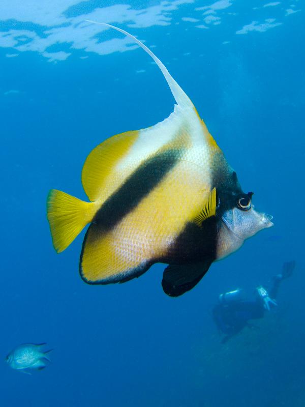 Butterflyfish - Red Sea Bannerfish