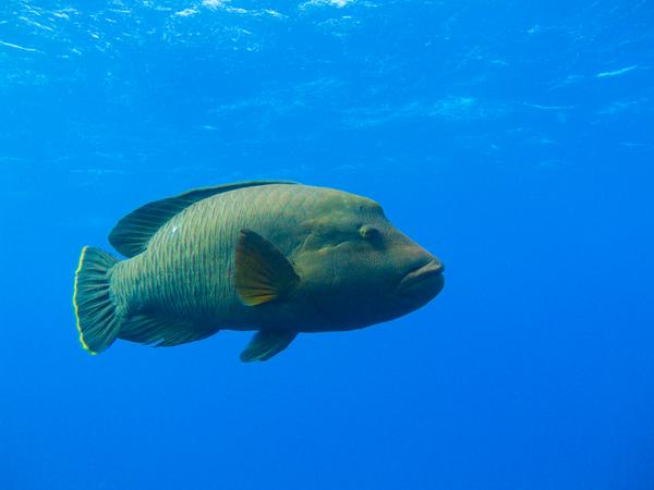 Wrasse - Humphead Wrasse