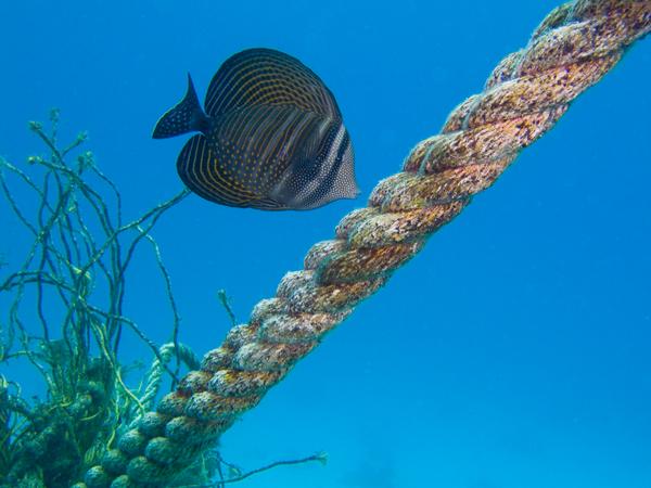 Surgeonfish - Desjardini Sailfin Tang