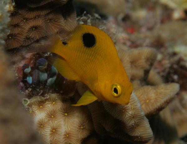 Damselfish - Threespot Damselfish Damselfish - Threespot Damselfish