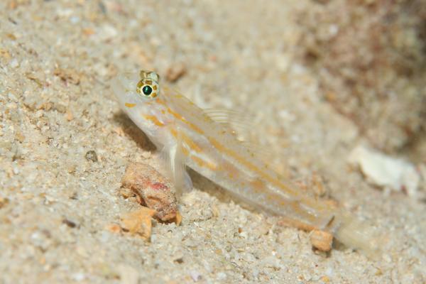 Gobies - Pallid Goby