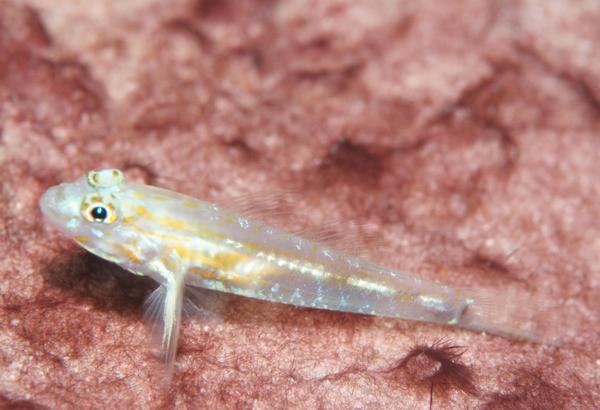 Gobies - Pallid Goby Gobies - Pallid Goby