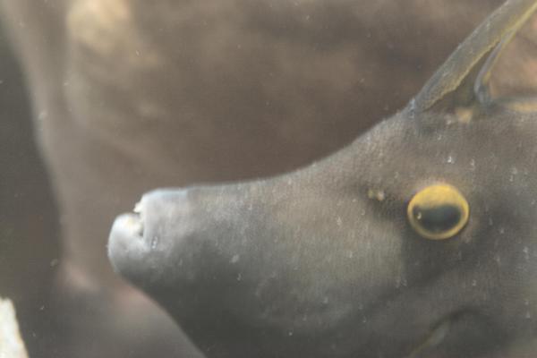 Filefish - Whitespotted Filefish