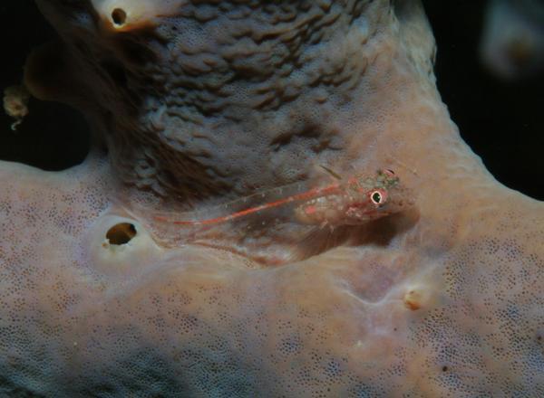 Blennies - Glass Blenny