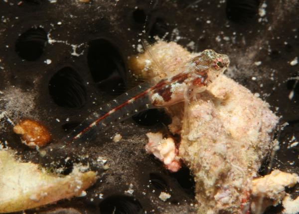 Blennies - Glass Blenny