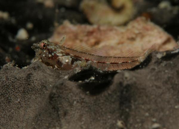 Blennies - Glass Blenny