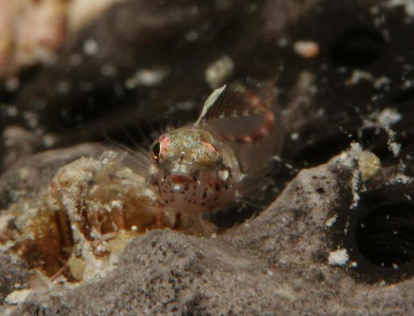 Blennies - Glass Blenny