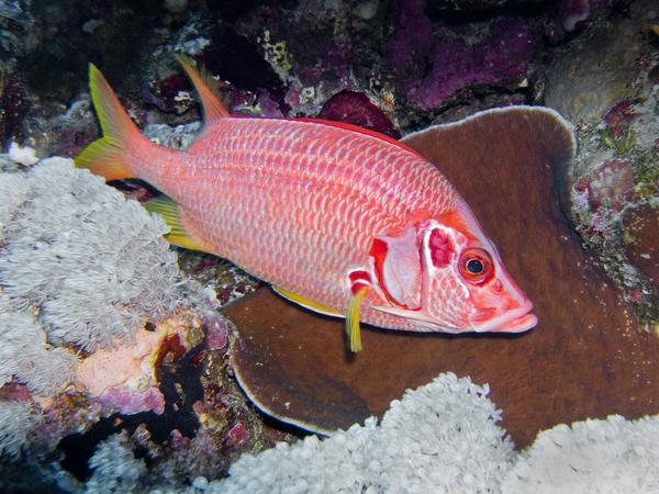 Squirrelfish - Long-jawed Squirrelfish