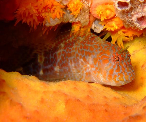 Blennies - Orangespotted Blenny